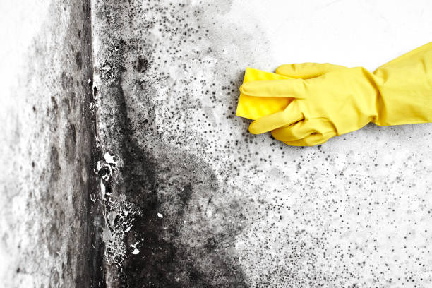 Best Black Mold Remediation in Maryland City, MD