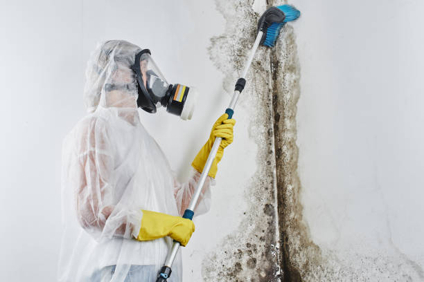 Best Mold Remediation for Specific Building Types in Maryland City, MD