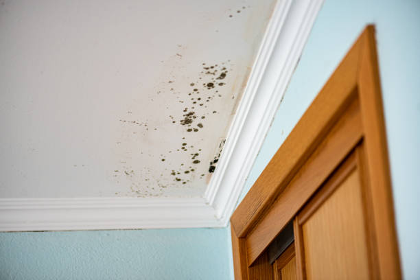 Best Industrial Mold Remediation in Maryland City, MD