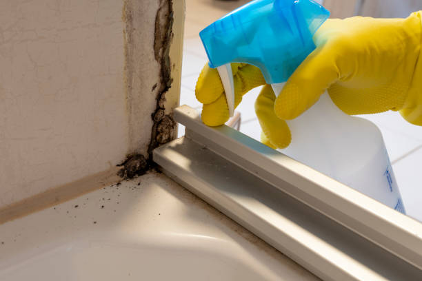 Best Mold Remediation for Specific Building Types in Maryland City, MD