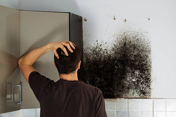 Best Commercial Mold Remediation in Maryland City, MD