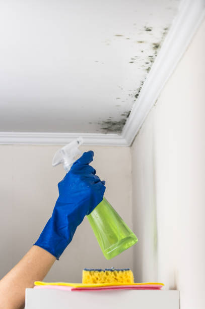 Best Bathroom Mold Remediation in Maryland City, MD
